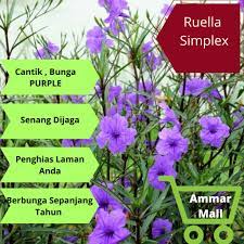 Teringin juga dibawa balik untuk ditanam, pun sebelum beli : Pokok Bunga Ruella Simplex Atau Purple Shower 8 Keratan Shopee Malaysia