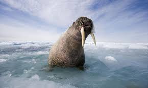 Sea Lion Walrus Wwf Arctic Animals