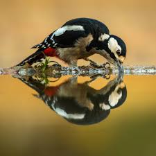 Birds That Start With A C 3 Likes 0 Comments Bird Photography World 40k Birdphotographyworld On Instagram Freat Spotted Woodpecker In 2020 Bird Photography Spotted Woodpecker Bird