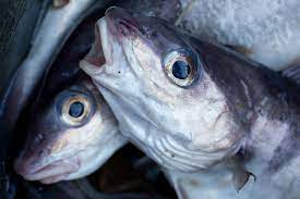 Know Your Fish Which Ones Are Safe To Eat Raw The Healthy Fish