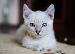 Neutering or spaying your cat doesn't have to be a daunting decision. What Age Should You Spay Or Neuter Your Cat Petmd