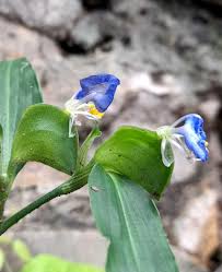 Image result for Commelina nyasensis