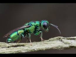 Wasp Google Search Insects Wasp Bugs And Insects