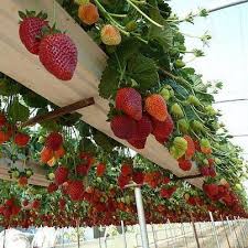 Build A Strawberry Gutter Garden In Just Two Hours And Make Use Of Wasted Space Plants Gutter Garden Strawberry Garden