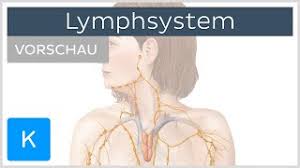 Das lymphge fassystem des menschen, jena, 1930; Einfuhrung In Das Lymphsystem Vorschau Anatomie Des Menschen Kenhub Youtube