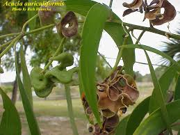 Image result for Acacia auriculiformis