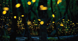 When Will The Fireflies Light Up Your Back Yard Farmers Almanac