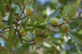 Image result for Diospyros zombensis