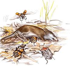 What Insects Eat Draw On Photos Animal Drawings Kids Discover