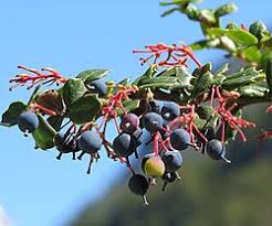 Image result for Berberis darwinii