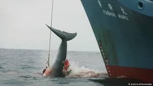 Ikan paus juga merupakan hewan yang ramah, di mana makanan mereka merupakan plankton atau zooplankton, namun ada beberapa jenis dari ikan paus yang juga makan ikan kecil, seperi orca. Mahkamah Internasional Larang Jepang Berburu Ikan Paus Iptek Laporan Seputar Sains Dan Teknologi Dan Lingkungan Dw 31 03 2014