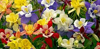Image result for Aquilegia pompom mix