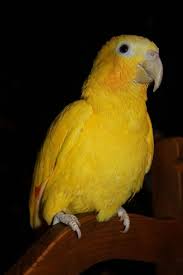 Color Mutation Yellow Orange Wing Amazon Kus
