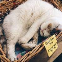 Next to nature one of the best natural pet food stores around for everything for your companion with very helpful staff who take great pride in their work and are quite knowledgeable. Next To Nature West Seattle 4543 California Ave Sw