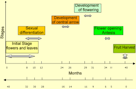 Hujan dekat negara kita memang dalam kekerapan yang tinggi. Oil Palm Tree Life Cycle Stages From The Initial Stage T 0 To The Download Scientific Diagram
