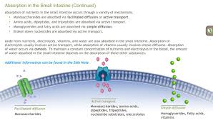 Understanding The Physiology Of The Digestive System A D A M Ondemand