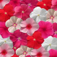 Image result for Catharanthus
