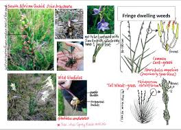 Image result for Sporobolus rigidifolius