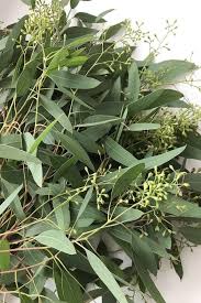 Image result for Eucalyptus