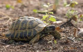 Image result for Hermannia eenii