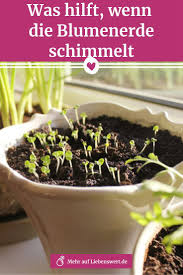 Blumenerde Schimmelt So Vermeiden Sie Das Problem My Blog Potting Soil Planting Vegetables Planting Herbs