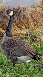 About Wild Animals Picture Of A Canada Goose Canada Goose Canadian Goose Animals Wild