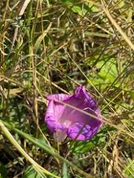 Image result for Ipomoea adenioides