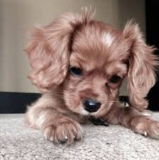 Winifer Fernandez Es La Voleibolista Mas Bella Del Mundo Y Sus Fotos Lo Demuestran Cute Puppies Cute Dogs Baby Animals Pictures