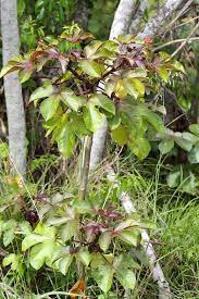 Image result for Jatropha gossypiifolia