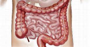 Maybe you would like to learn more about one of these? Intestino Delgado Que Es Caracteristicas Funcion Partes Capas Como Funciona