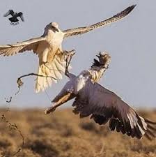 اجمل الابيات في الطير والمقناص البرية البرية