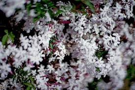 Image result for Jasminum polyanthum