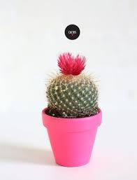 Cactuspretty Impossible Basically Killand Plants Indoor Almost House Guide Case Read Care Just T Pflanzen Fur Zu Hause Kaktus Blume Indoor Kaktus