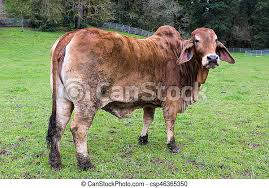 We did not find results for: Brahman Cattle At A Farm Brahman Cattle On Green Pasture At Rural Farm In Oregon Canstock