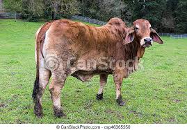 324 land & cattle markets our brahman cattle, golden certified f1's and commercial cattle for sale by private treaty throughout the year. Brahman Cattle At A Farm Brahman Cattle On Green Pasture At Rural Farm In Oregon Canstock