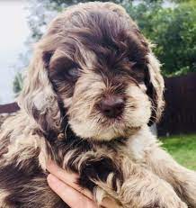 My Green Eyed Baby Merle Cockapoo Cockapoo Puppies Puppies That Dont Shed Cockapoo