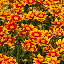 Table of contents a list of full sun perennial flowers in zone 4 early bloomers 00:45 summer flowers 01:15 autumn flowers. Get Non Stop Summer Color Zone 4 7