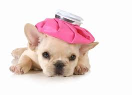 Diarrhea could have been caused by something as little as a mosquito bite or sniffing or licking something on the ground while you were out walking him. Puppy Diarrhea Home Remedies For Dog Diarrhea When To Call Vet