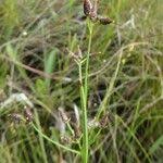 Image result for Rhynchospora eximia