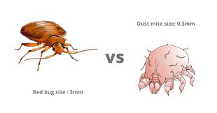 Image result for Dust mite