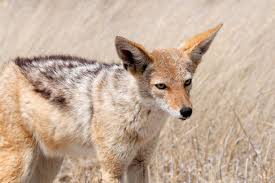 Black Backed Jackal Cunning Black Backed Jackal Animals Wild Animals