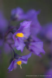 Image result for Solanum sp. B