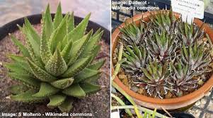 It requires a little of water support & bright light to grow. Haworthia Fasciata Zebra Haworthia Or Zebra Plant Succulent Care