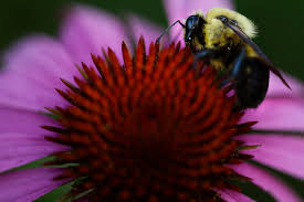 Missouri native flowers for bees. Growing Native Plants Improves Quality Of Life In A Community Business Spotlight Columbiamissourian Com