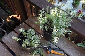 Image result for lavender cuttings