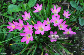 Image result for Zephyranthes minuta