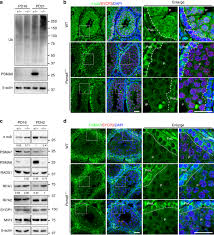 43.3C: Gametogenesis (Spermatogenesis And Oogenesis) - Biology Libretexts