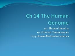2 human chromosomes 1.most of our cells contain 23 pairs of chromosomes, for a total of 46 chromosomes. Ch 14 The Human Genome 14 1 Human Heredity 14 2 Human Chromosomes Ppt Download