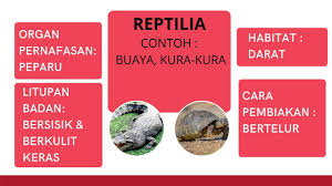 Ia ibu ku sayang, jovita dirumah aj koq ibu : Sains Tahun 4 Haiwan Vertebrata Dan Haiwan Invertebrata Youtube