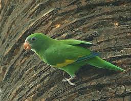 4 3/4 to 8 inches, weighing less than 1 ounce. White Winged Parakeet Life Expectancy